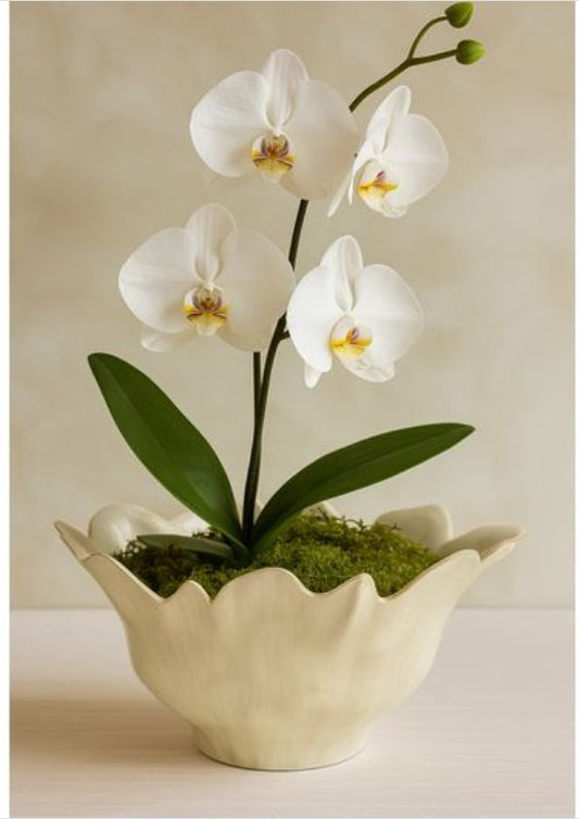 Lisa Oval Decorative Bowl